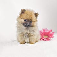 Cucciola di Volpino di Pomerania
