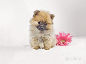 Cucciola di Volpino di Pomerania