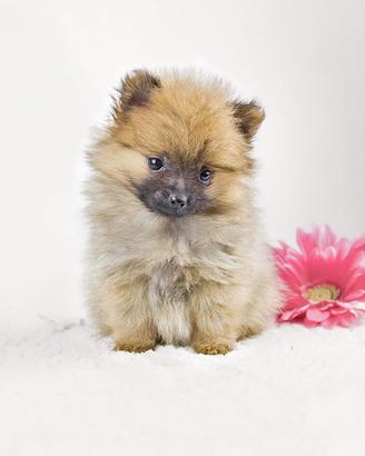 Cucciola di Volpino di Pomerania