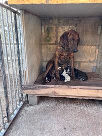 Cuccioli Segugio Maremmano