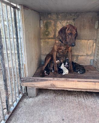 Cuccioli Segugio Maremmano