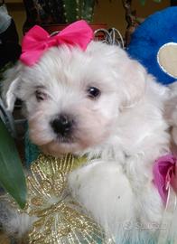 Maltipoo nani/toy dolcissimi
