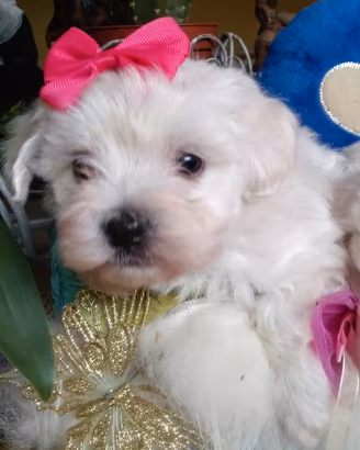 Maltipoo nani/toy dolcissimi
