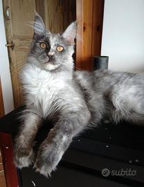 Ariel Maine Coon con pedigree