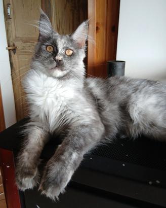 Ariel Maine Coon con pedigree