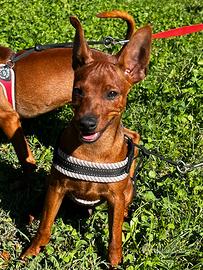 Pinscher nano