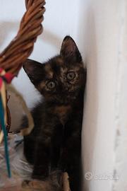 Regaliamo gattina molto affettuosa e intelligente