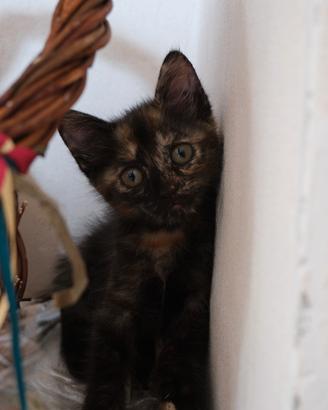 Regaliamo gattina molto affettuosa e intelligente