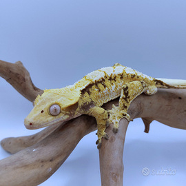 Geco Ciliatus Extreme Tricolor