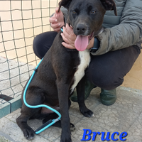 Cuccioloni in adozione