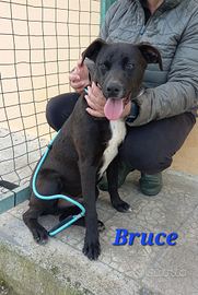 Cuccioloni in adozione