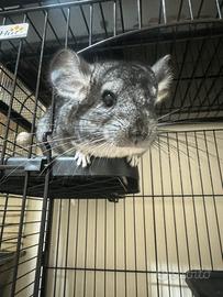 Cucciolo di Cincillà