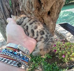 Gatto del bengala