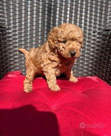 Cucciolata barboncini mini toy M e F