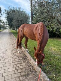 Cavallo 7 anni italiano