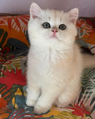 Gattina British/Scottish straight