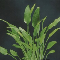 Pianta Cryptocoryne Amicorum
