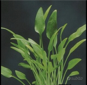 Pianta Cryptocoryne Amicorum