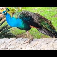 Coppia pavoni dai colori sgargianti-particolari-