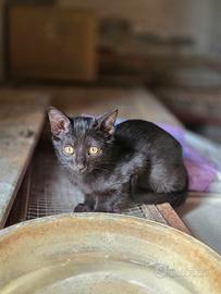 Gattina gatto