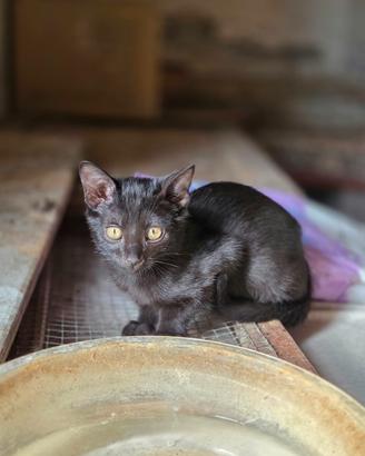 Gattina gatto