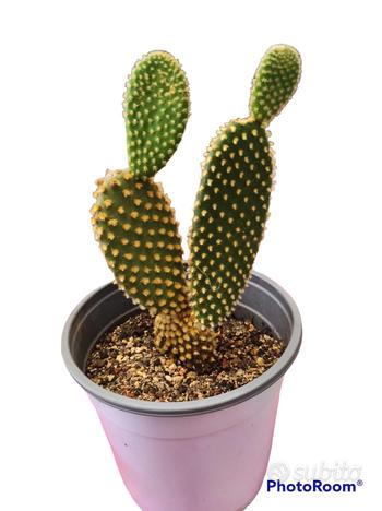 Pianta cactus opuntia, usato usato  Napoli