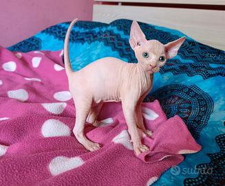 Cucciola di Canadian sphynx