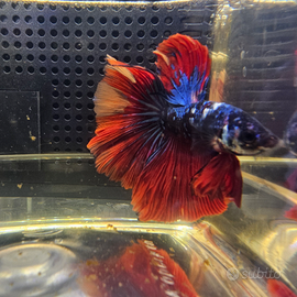 Blue galaxy candy Halfmoon