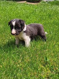 Cuccioli border collie