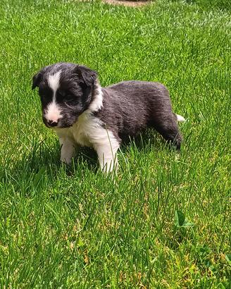 Cuccioli border collie