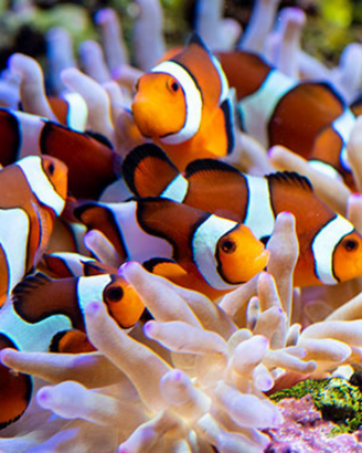 Pesce pagliaccio