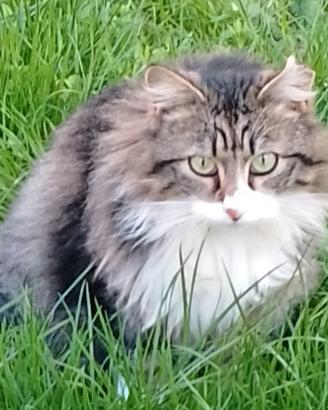 Dai una casa a questi gatti randagini