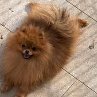 Volpino di Pomerania / Spitz Tedesco Nano