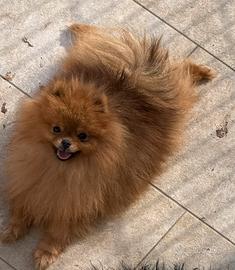 Volpino di Pomerania / Spitz Tedesco Nano