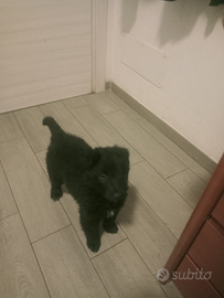 Pastore belga Groenendael