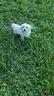 stick-maltipoo-toy