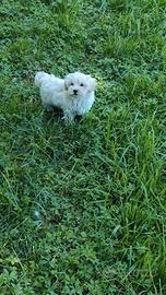 Stick maltipoo toy
