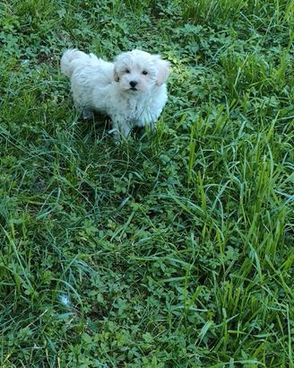 Stick maltipoo toy