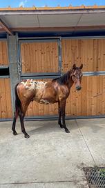 Puledro Appaloosa