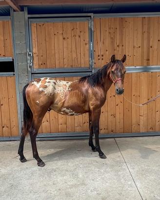 Puledro Appaloosa