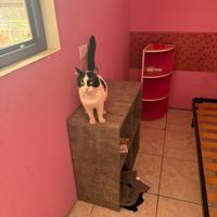 Gatto di casa pelo bianco e nero