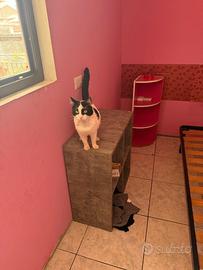 Gatto di casa pelo bianco e nero