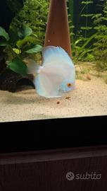 Discus 10 mesi 10/12 cm white butterfly