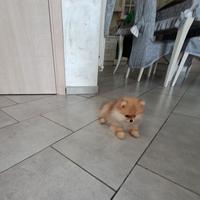 Cuccioli di spitz pomerania taglia mini toy