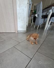 Cuccioli di spitz pomerania taglia mini toy
