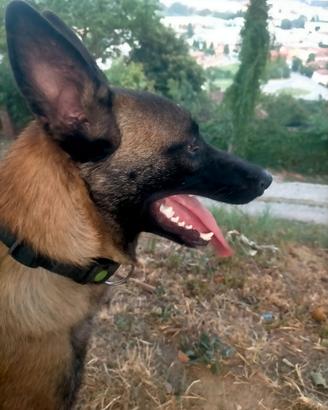 Cuccioli di pastore belga malinois