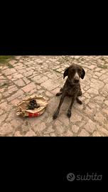 Bracco da tartufi , kurzhaar femmina con pedigree