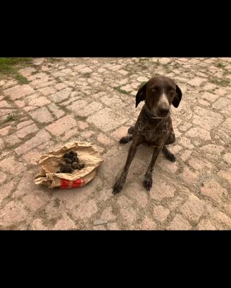 Bracco da tartufi , kurzhaar femmina con pedigree