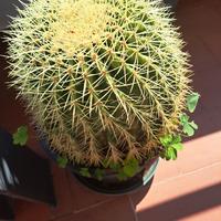 Echino cactus detto cuscino della suocera
