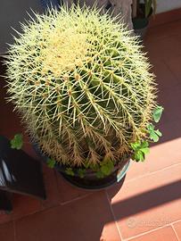 Echino cactus detto cuscino della suocera